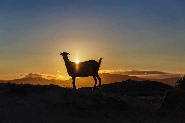 istock Mountain goat at sunrise 865049568