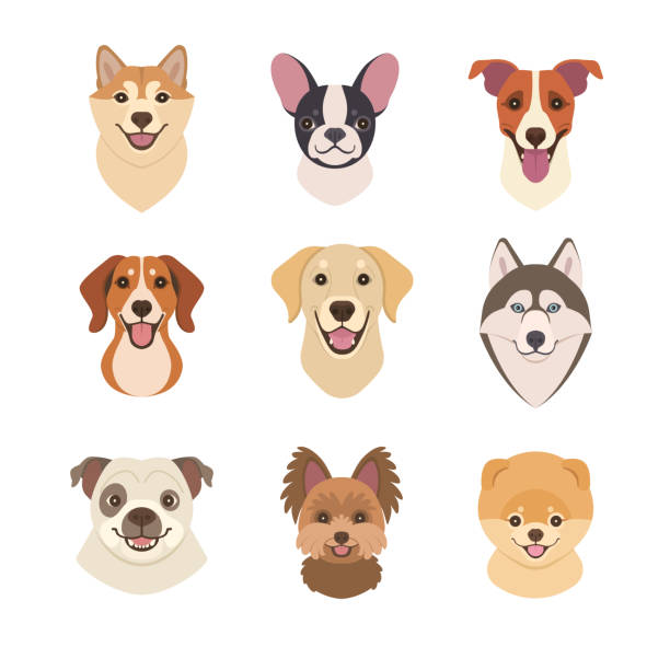 illustrazioni stock, clip art, cartoni animati e icone di tendenza di i cani affrontano la collezione. - dog mixed breed dog group of animals small