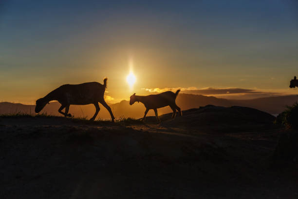 istock Mountain goat at sunrise 865051320