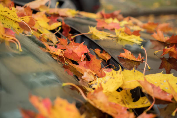 istock Many leaves on a car in autumn 865052530