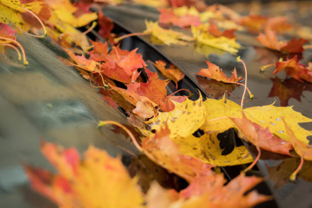 istock Many leaves on a car in autumn 865052592