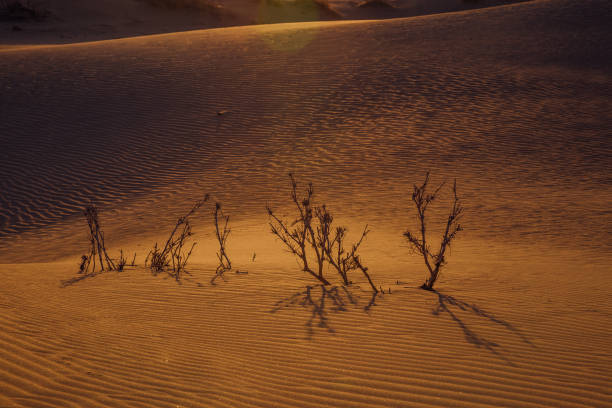 istock Dried prickly bush in the desert 865055438