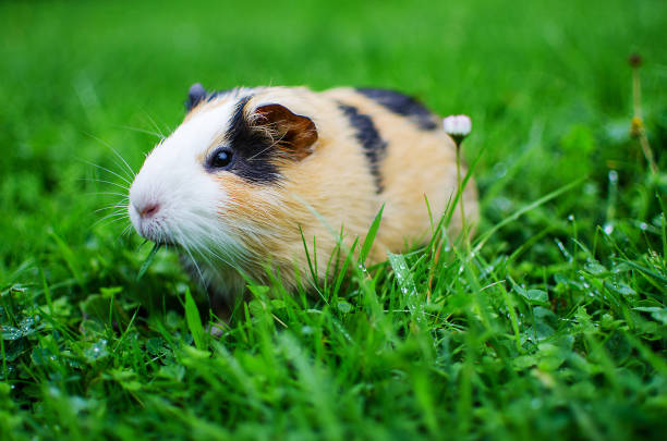 istock guinea pig walks in the fresh air and eating 865055962