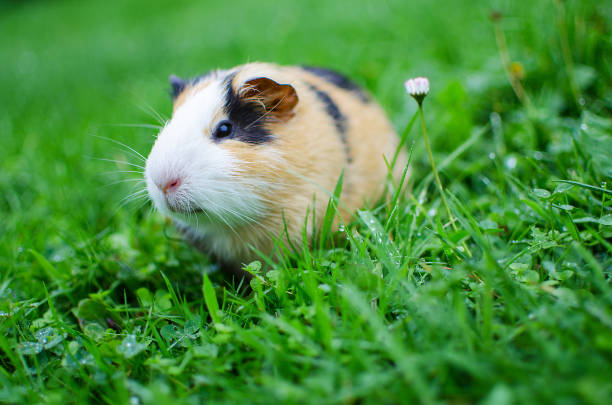 istock guinea pig walks in the fresh air and eating 865055970