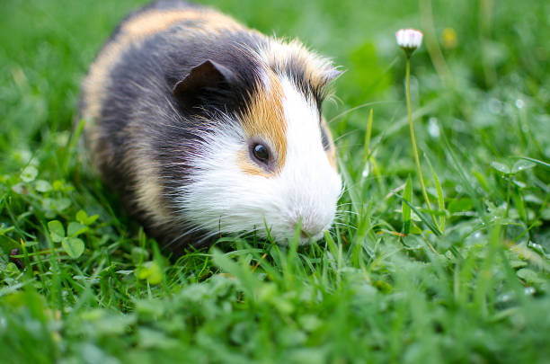 istock guinea pig walks in the fresh air and eating 865055988