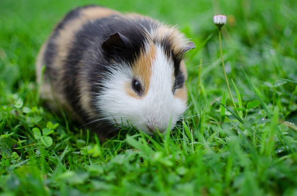 istock guinea pig walks in the fresh air and eating 865056010