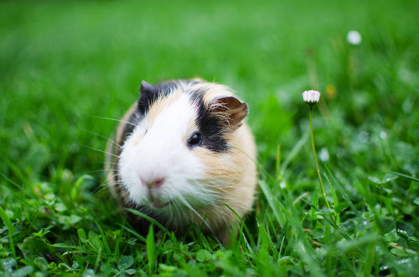 istock guinea pig walks in the fresh air and eating 865056014