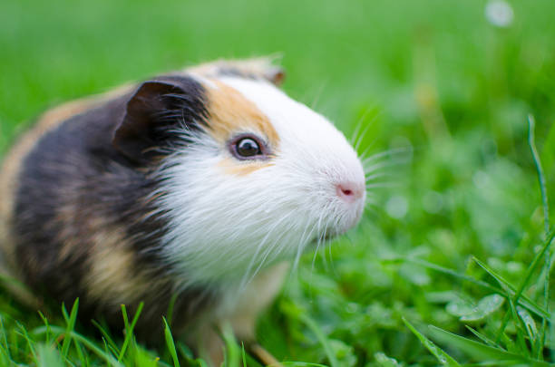 istock guinea pig walks in the fresh air and eating 865056022