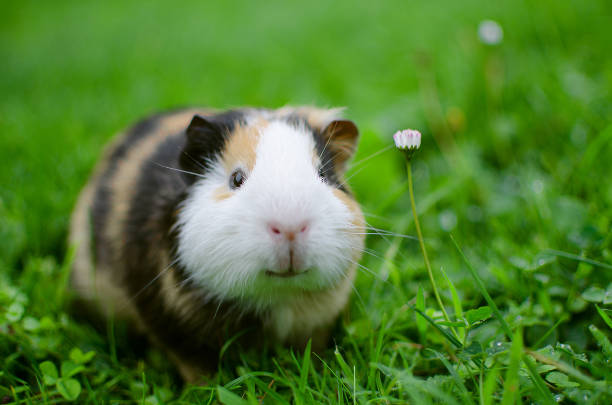 guinea pig walks in the fresh air and eating green grass