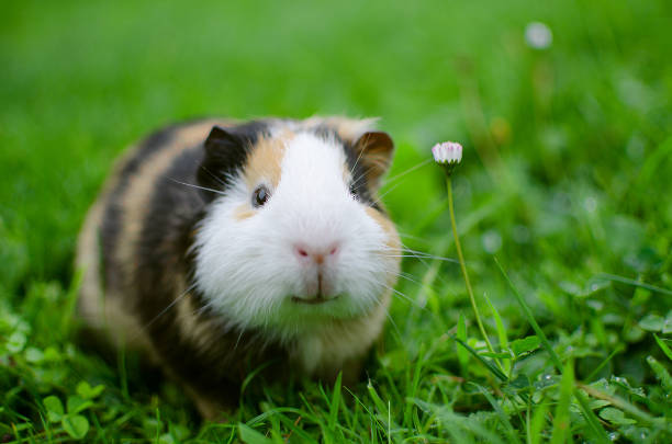 guinea pig walks in the fresh air and eating - tame imagens e fotografias de stock