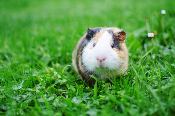 istock guinea pig walks in the fresh air and eating 865056038