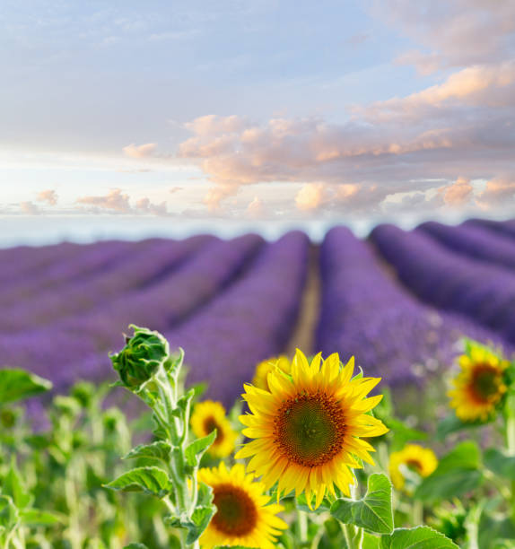 istock Sunflower and Lavender field 865063064