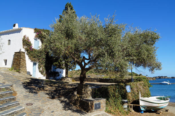 Old olive tree in a Mediterranean village on the sea coast, Cadaques, Costa Brava, Catalonia, Spain