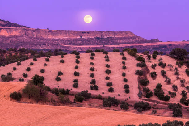 panorama da andaluzia ao nascer da lua - andalusia landscape spanish culture olive tree - fotografias e filmes do acervo