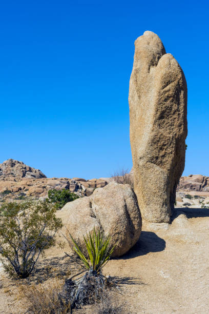 istock Agave and Standing Stone in Joshua Tree National Park 865067222