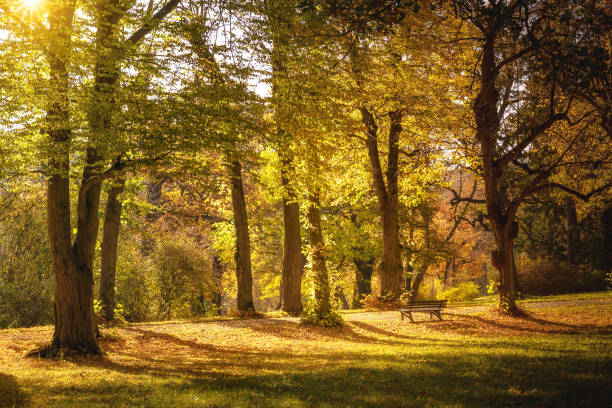 istock Beautiful Autumnal park with bench 865073108