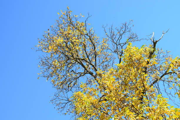 cime degli alberi autunnali con un cielo blu chiaro sullo sfondo - clear sky branch tree trunk uncultivated foto e immagini stock