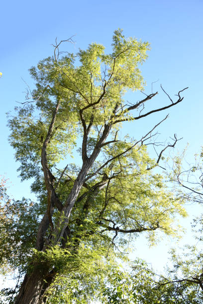 cime degli alberi autunnali con un cielo blu chiaro sullo sfondo - clear sky branch tree trunk uncultivated foto e immagini stock