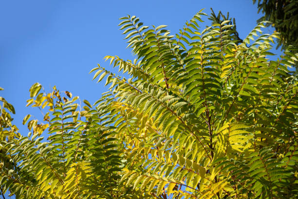 cime degli alberi autunnali con un cielo blu chiaro sullo sfondo - clear sky branch tree trunk uncultivated foto e immagini stock