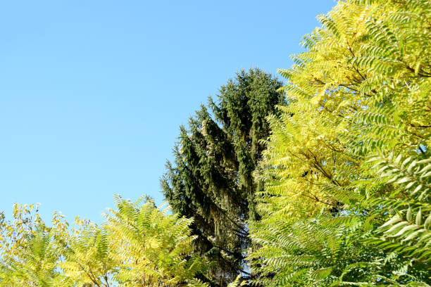 cime degli alberi autunnali con un cielo blu chiaro sullo sfondo - clear sky branch tree trunk uncultivated foto e immagini stock