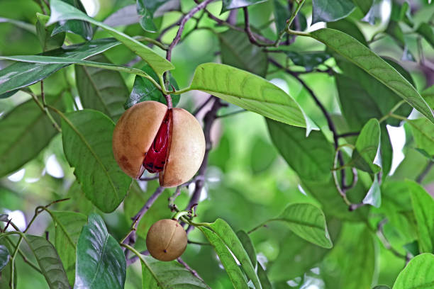 nuez moscada maduro y split en planta - nutmeg india spice nut fotografías e imágenes de stock