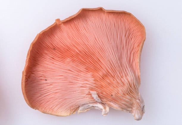 istock Pink Oyster Mushrooms 865084216