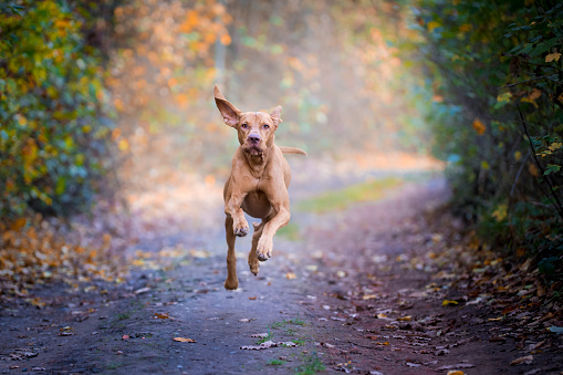 Jumping hunter dog looks like flying animal
