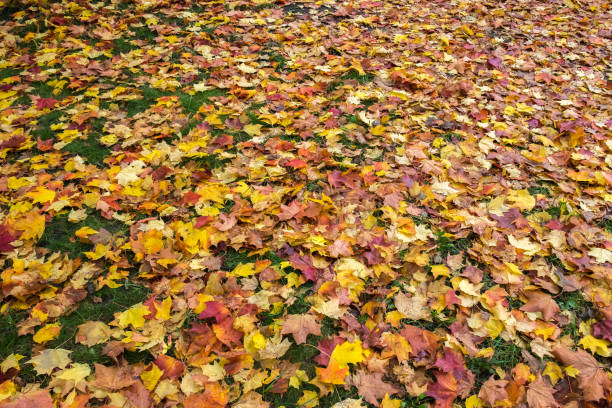 Forest floor adorned with fallen leaves in breathtaking Autumn colors.