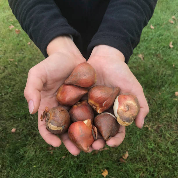 istock Woman's Hands Holding Tulip Bulbs 865091124