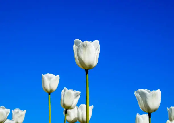 Photo of Better tulip flowers against the blue sky. A flower bed with tulips