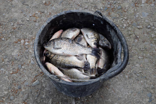 istock River fish in a plastic bucket. Fish catch. Carp and carp. Weed 865094486