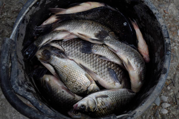istock River fish in a plastic bucket. Fish catch. Carp and carp. Weed 865094488