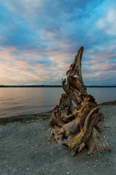 Natural driftwood sculpture on sandy beach in Birch Bay State Park in Washington at sunset USA Natural driftwood sculpture on sandy beach in Birch Bay State Park in Washington state during sunset USA America blaine washington stock pictures, royalty-free photos & images