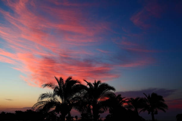 istock Palm trees silhouetted against the sunset sky 865098284