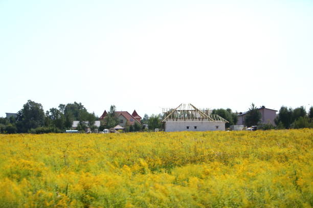 owczarek kanadyjski - petal bud plant agriculture zdjęcia i obrazy z banku zdjęć