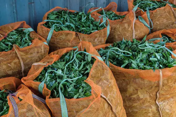 Fresh tea leaves at the tea factory, Coonoor, India