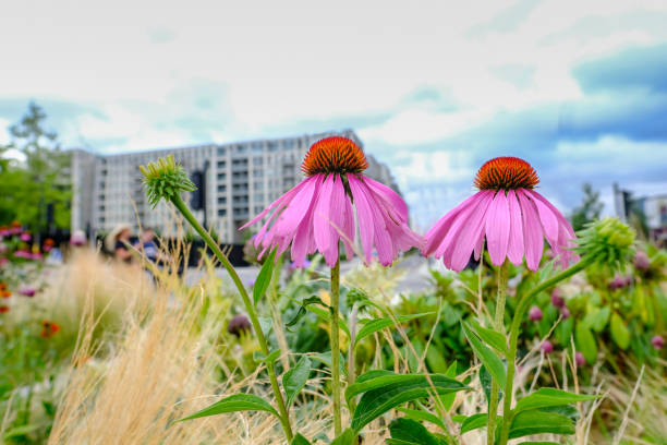 Two Coneflowers in full bloom in a flower bed