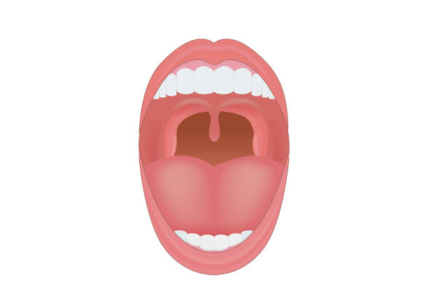 illustrazioni stock, clip art, cartoni animati e icone di tendenza di bocca umana aperta per mostrare denti, gomma e lingua all'interno. - ugola