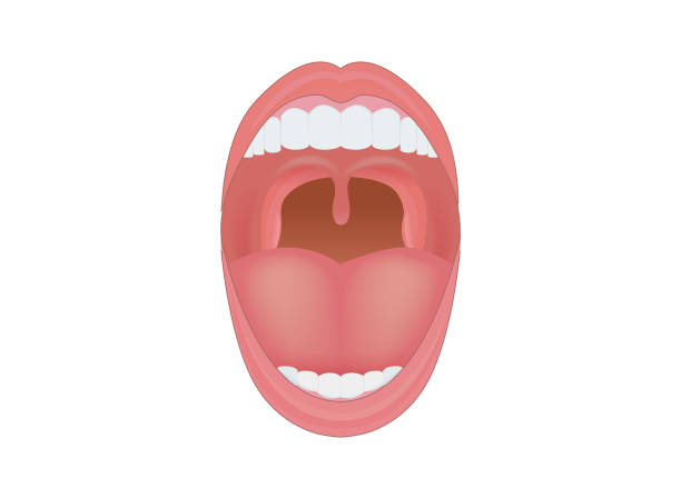 Human mouth opened to show teeth, gum and tongue inside. Human mouth opened to show teeth, gum and tongue inside. Illustration about body part. tonsil stock illustrations