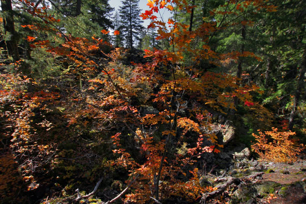 maple vine along proxy falls trail in oregon during fall season usa - lower proxy falls imagens e fotografias de stock
