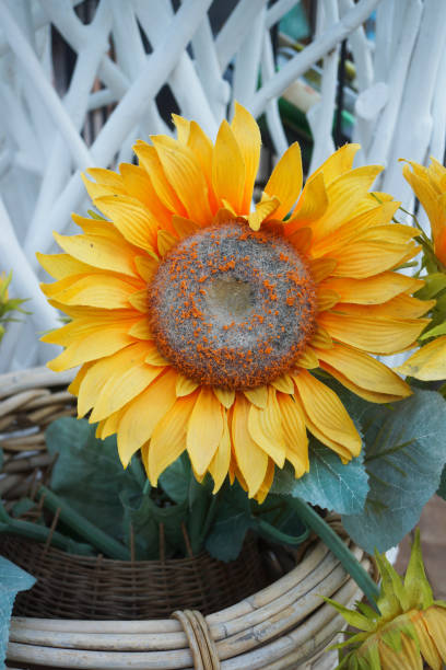istock Sunflower in wicker basket 865108344