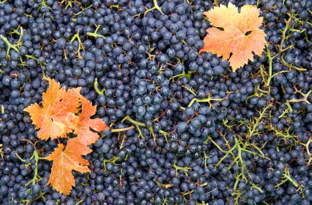 赤い紅葉のブドウの収穫をつる - agriculture purple vine grape leaf ストックフォトと画像