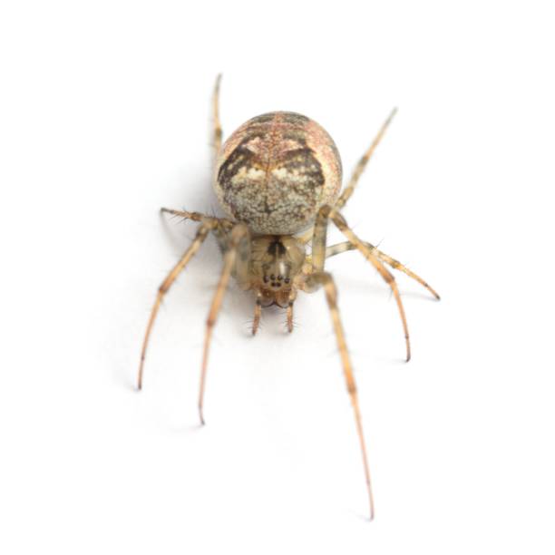 Common Orb Web Weaver, Metellina segmentata portrait
