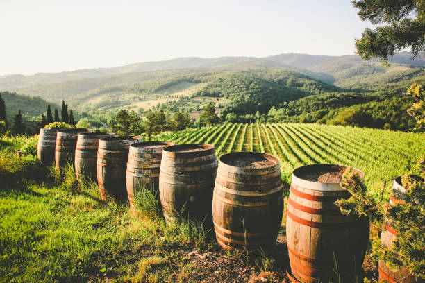 vineyard - wine region stock-fotos und bilder