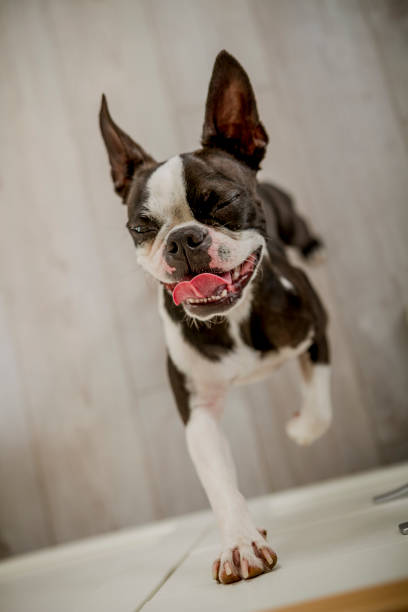 istock Boston terrier leaninh on kitchen utensil 865119030