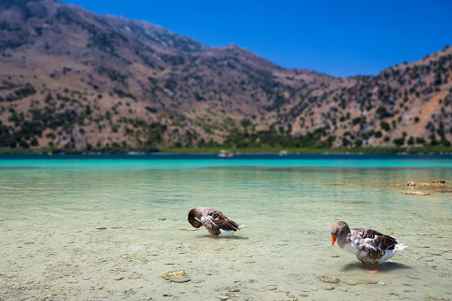 Geese on the surface of lake Kournas at island Crete, Greece