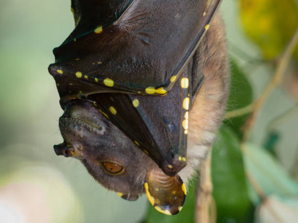 istock Eastern Tube nosed Bat (Nyctimene robinsoni) 865122434