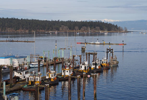 istock Tugboats in Nanaimo, British Columbia, Canada 865122620
