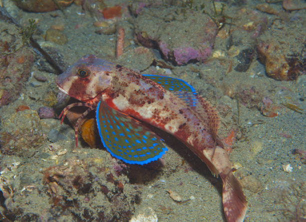 istock gurnard fish swims into the sea 865122650
