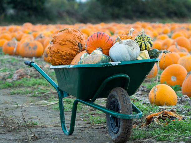 istock Pumpkins in a wheel barrow 865126950